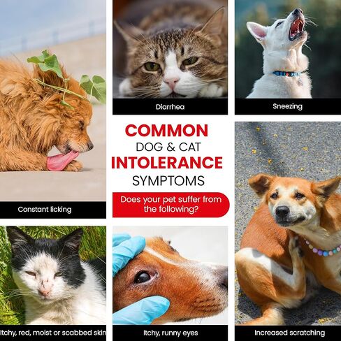 Vet-Recommended Pet Food Sensitivity & Intolerance Test Kit for Dogs & Cats, Lab Fee Included, Results in 3 Days - Fur Analysis for ~200 Foods & Allergens, Allergy Test Kit for All Breeds & Ages in Kuwait