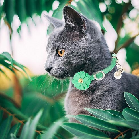 طوق القطط من FLYSTAR قابل للفصل مع أجراس - أطواق قطط على شكل زهرة لطيفة من حجر الراين - طوق ناعم قابل للتعديل من الألماس والزهور للحيوانات الأليفة للقطط والبنات الصغيرة والجراء والأرنب (الوردي والأخضر والبرتقالي) in Kuwait
