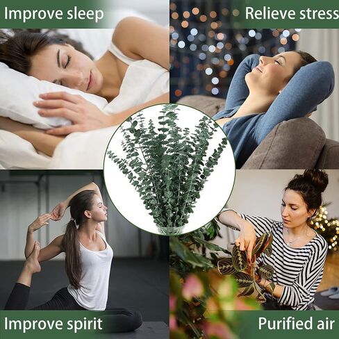 15pc Dried Preserved Eucalyptus Stems Bundle for Shower - 17" Real Fresh Eucalyptus, 100% Natural Eucalyptus Leaves Bulk for DIY Shower Spa Wedding Party Home Office Floral Arrangements Decor in Kuwait