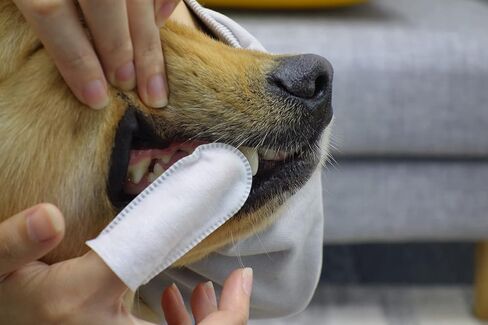 مناديل مبللة لتنظيف أسنان القطط من فريش فريندز - تقلل من البلاك وتنعش التنفس - مناديل مبللة للحيوانات الأليفة للقطط - صحة الفم للقطط - مناديل أسنان القطط - 50 قطعة - نكهة الحليب in Kuwait