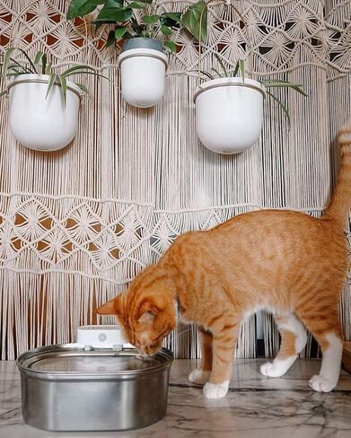 uahpet نافورة مياه للقطط من الفولاذ المقاوم للصدأ، 67 أونصة/2 لتر تعمل بالبطارية، موزع مياه للقطط والكلاب مع 6 مرشحات بديلة، مضخة فصل المياه فائقة الهدوء، آمنة للاستخدام في غسالة الأطباق in Kuwait