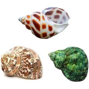 Hermit Crab Shells Turbo Shells Natural Large Hermit Crab Shells 2"-2.5"，Set of 3. in Kuwait