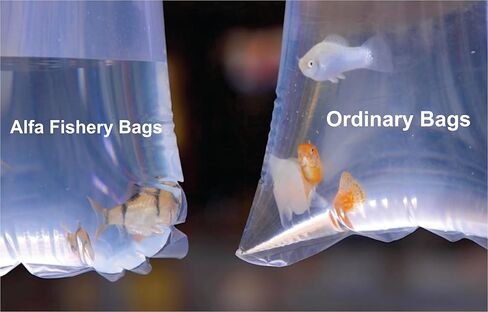 Round Corners Bottom Leak Proof Clear Plastic Fish Bags Size 6 Inches for Marine and Tropical Fish Transport 2 mil. (6" x 14" / 100 Pack) in Kuwait