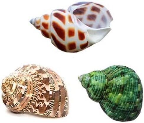Hermit Crab Shells Turbo Shells Natural Large Hermit Crab Shells 2"-2.5"，Set of 3. in Kuwait