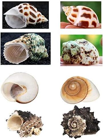 Hermit Crab Shells Turbo Shells Natural Large Hermit Crab Shells 2"-2.5"，Set of 3. in Kuwait