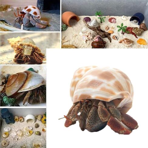 Hermit Crab Shells Turbo Shells Natural Large Hermit Crab Shells 2"-2.5"，Set of 3. in Kuwait