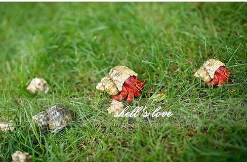 Hermit Crab Shells Turbo Shells Natural Large Hermit Crab Shells 2"-2.5"，Set of 3. in Kuwait