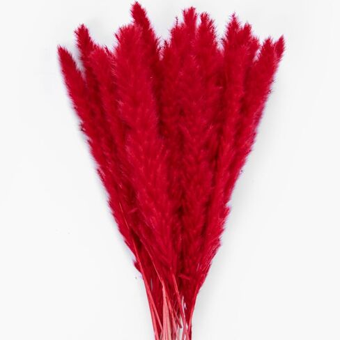 باقة عشب بامباس الحمراء 30 قطعة XMFAYUAN، عشب القصب، زهور مجففة، نبات مجفف عشب بامباس ملون لديكور المنزل والهدايا in Kuwait