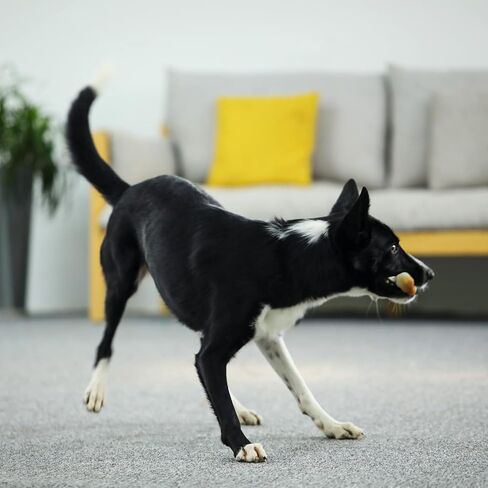 لعبة مضغ الكلب المتينة من تيكاتون آي بون للمضغ العدواني، نكهة لحم الخنزير المقدد، كبيرة جدًا in Kuwait