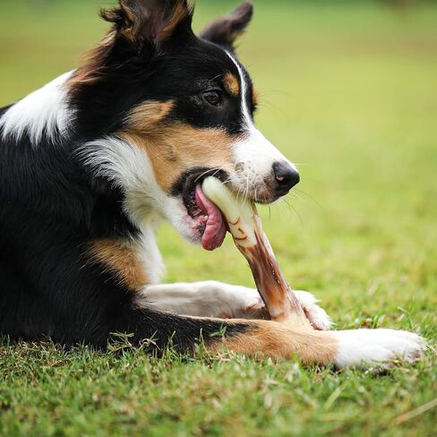 لعبة مضغ الكلب المتينة من تيكاتون آي بون للمضغ العدواني، نكهة لحم الخنزير المقدد، كبيرة جدًا in Kuwait
