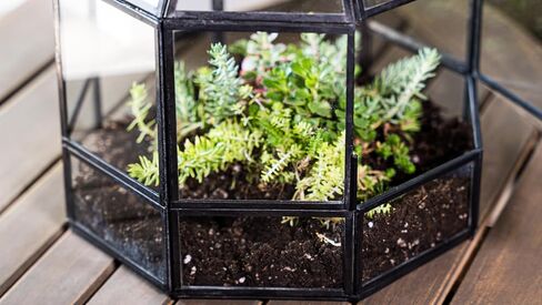 Urban Born Handmade Birdcage Large Glass Terrarium — 10" x 9" x 9" (Black) in Saudi Arabia