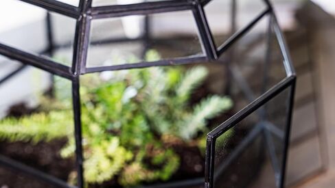 Urban Born Handmade Birdcage Large Glass Terrarium — 10" x 9" x 9" (Black) in Saudi Arabia