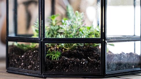 Urban Born Handmade Birdcage Large Glass Terrarium — 10" x 9" x 9" (Black) in Saudi Arabia