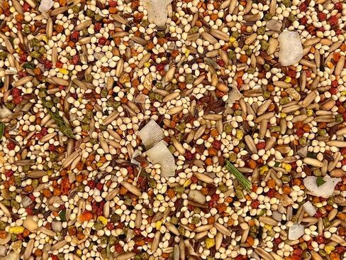Aurora Pet Bundle (2) Higgins Sunburst Gourmet Blend Parakeet Bird Food (2-lb Each) with AuroraPet Wipes in Saudi Arabia