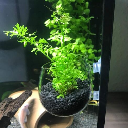 فاشن كلابس حامل اكواب من الزجاج الكريستالي للنباتات المائية، وعاء زجاجي لحوض السمك وعاء زجاجي للنباتات الحية حامل الروبيان الاحمر مع 2 ماصة، ديكور حوض السمك، عبوة من قطعتين in Kuwait