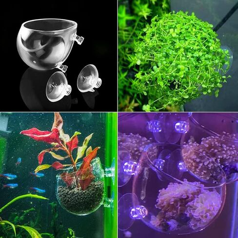 فاشن كلابس حامل اكواب من الزجاج الكريستالي للنباتات المائية، وعاء زجاجي لحوض السمك وعاء زجاجي للنباتات الحية حامل الروبيان الاحمر مع 2 ماصة، ديكور حوض السمك، عبوة من قطعتين in Kuwait