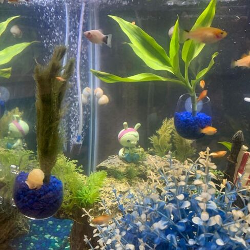 فاشن كلابس حامل اكواب من الزجاج الكريستالي للنباتات المائية، وعاء زجاجي لحوض السمك وعاء زجاجي للنباتات الحية حامل الروبيان الاحمر مع 2 ماصة، ديكور حوض السمك، عبوة من قطعتين in Kuwait