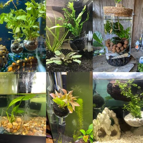 فاشن كلابس حامل اكواب من الزجاج الكريستالي للنباتات المائية، وعاء زجاجي لحوض السمك وعاء زجاجي للنباتات الحية حامل الروبيان الاحمر مع 2 ماصة، ديكور حوض السمك، عبوة من قطعتين in Kuwait