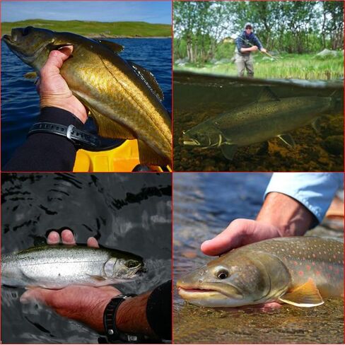 NetAngler Fly Fishing Rod and Reel Combo 4-Piece Fly Fishing Rod 5wt Aluminum Fly Reel 28 Pieces Flies Kit with Free Rod Tip,Backing,and Cloth Carry Bag in Saudi Arabia