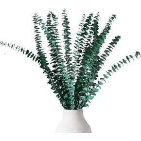 اوكالبتوس الدولار الفضي المحفوظ من هواتيمي، بطول 18 انش - 20 انش، مع نباتات خضراء لديكور المنزل وحفلات الزفاف والحفلات والقطع المركزية والمزهريات in Kuwait