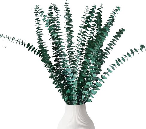 اوكالبتوس الدولار الفضي المحفوظ من هواتيمي، بطول 18 انش - 20 انش، مع نباتات خضراء لديكور المنزل وحفلات الزفاف والحفلات والقطع المركزية والمزهريات in Kuwait