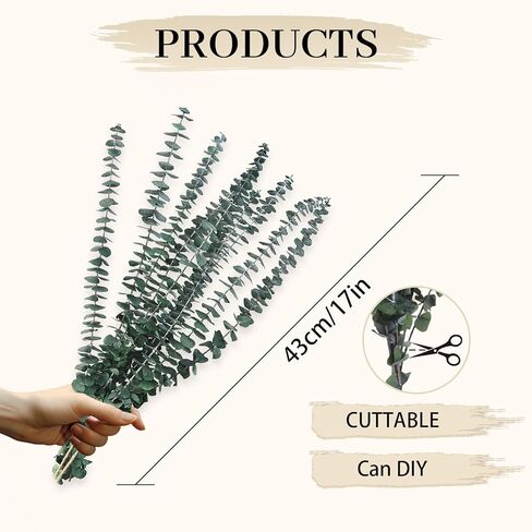 اوكالبتوس الدولار الفضي المحفوظ من هواتيمي، بطول 18 انش - 20 انش، مع نباتات خضراء لديكور المنزل وحفلات الزفاف والحفلات والقطع المركزية والمزهريات in Kuwait
