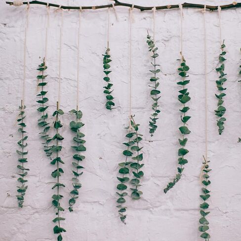 اوكالبتوس الدولار الفضي المحفوظ من هواتيمي، بطول 18 انش - 20 انش، مع نباتات خضراء لديكور المنزل وحفلات الزفاف والحفلات والقطع المركزية والمزهريات in Kuwait