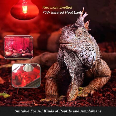 FIVEAGE 75W Red Heat Light Reptile Heat Lamp Infrared Bulb UVA Basking Spot Bulb for Reptile and Amphibian Use - Bearded Dragons Lizard Tortoise Snake Chameleon 2 Pack in Kuwait
