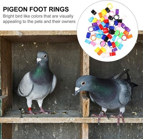 Birdies Pigeon Foot Ring 100Pcs Plastic Bird Leg Band Rings Multi-Color Leg Rings Bird Clips Ankle Band Racing Pigeon Bands for Pigeon Dove Chicks Bantam Ar Accessories in Saudi Arabia