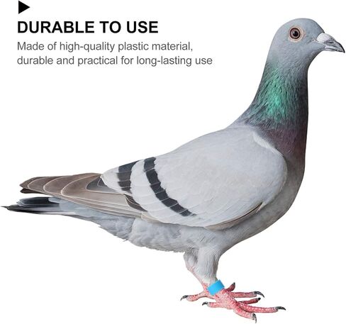 Birdies Pigeon Foot Ring 100Pcs Plastic Bird Leg Band Rings Multi-Color Leg Rings Bird Clips Ankle Band Racing Pigeon Bands for Pigeon Dove Chicks Bantam Ar Accessories in Saudi Arabia