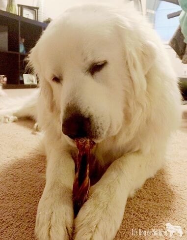 عصي المريء المضفرة EcoKind | أعواد المريء الطبيعية الممتازة للكلاب، مضغ لذيذ غني بالبروتين للكلاب، حلوى لحم بقري قابلة للهضم بالكامل للكلاب، تعزز صحة المفاصل والأسنان in Kuwait