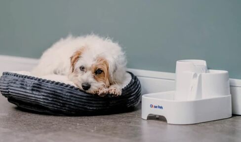 نافورة مياه للقطط من كلوزر بتس المملكة المتحدة، نافورة شرب للحيوانات الاليفة، موزع نافورة اوتوماتيكي للكلاب الصغيرة، متعدد المستويات، 2 لتر، مع فلتر مرحلتين قابل للاستبدال، صامت (كات ميت سابقا) (ابيض) in Kuwait