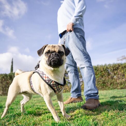 Huxley & Kent Hudson Harness | Purple (Small, 10-15lbs) | Easy Control Step-in Mesh Vest Harness for Dogs with Reflective Strips for Safety | H&K Walking, Training Harness for Dogs in Kuwait