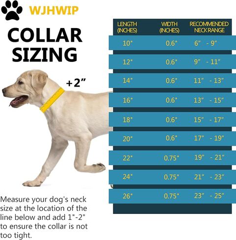 Gold Dog Collar 18K Gold Chain Dog Training Choke Collar Puppy Girl Boy Dog Collars for Small Medium Large Dogs No Pull Dog Training Collar,12in(for 9.5in-11.5in Neck) / 15MM in Kuwait