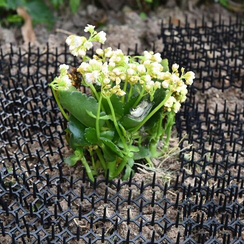 بوميت 20 قطعة من سجادات ردع القطط في الهواء الطلق مع مسامير للاماكن الداخلية والخارجية لسياج الحديقة واثاث الكلاب والقطط مع 6 دبابيس مقاس 12.2 × 7.5 انش in Kuwait