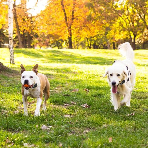 سياج كهربائي لاسلكي للكلاب من تيكهوم، نظام سياج للكلاب قابل لإعادة الشحن مع جهاز تحكم عن بعد، نطاق 131-722 قدم، نظام احتواء الكلاب المقاوم للماء IP67، طوق تدريب الكلاب غير ضار وقابل للتعديل للكلاب الصغيرة والمتوسطة والكبيرة in Kuwait