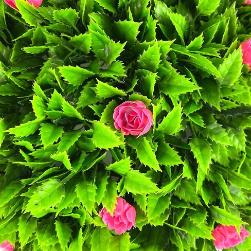 Sunnyglade 2 PCS 15.7 inch 3 Layers Artificial Plant Topiary Ball Faux Boxwood Decorative Balls for Backyard, Balcony,Garden, Wedding and Home Décor in Kuwait