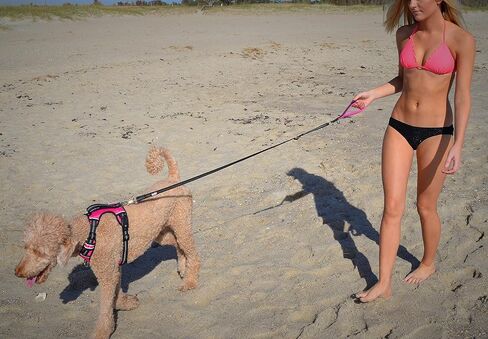 Black Rhino – Dog Leash Adjustable Length (3-5 Feet) with Soft Neoprene Padded Handle | Heavy Duty Lead for Easy Control | Small Medium Large Breeds | Reflective Stitching (Aqua/Grey) in Kuwait