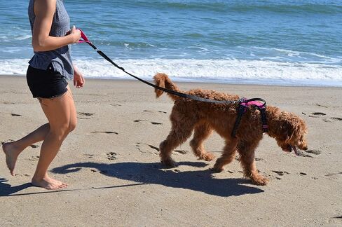 Black Rhino – Dog Leash Adjustable Length (3-5 Feet) with Soft Neoprene Padded Handle | Heavy Duty Lead for Easy Control | Small Medium Large Breeds | Reflective Stitching (Aqua/Grey) in Kuwait