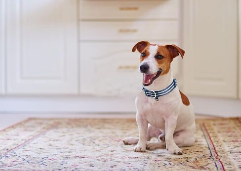 Reflective Nylon Dog Collar with Breathable Neoprene Padding,Adjustable for Small Dogs.(9.8"-15",Lilac Purple) in Kuwait