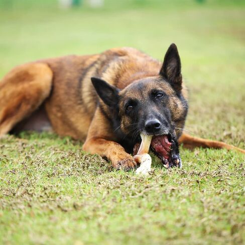 لعبة مضغ الكلب المتينة من تيكاتون إكس بون للمضغ العدواني، نكهة لحم الخنزير المقدد، متوسطة in Kuwait