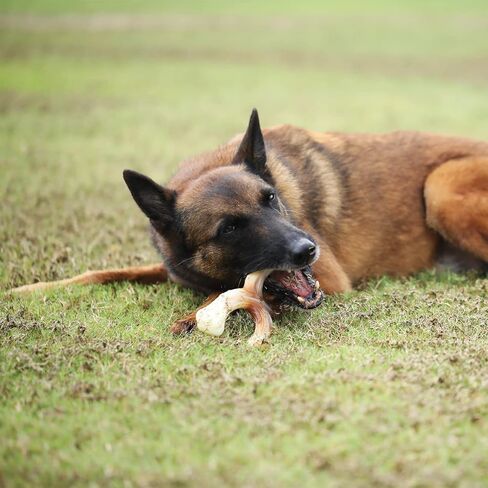 لعبة مضغ الكلب المتينة من تيكاتون إكس بون للمضغ العدواني، نكهة لحم الخنزير المقدد، متوسطة in Kuwait