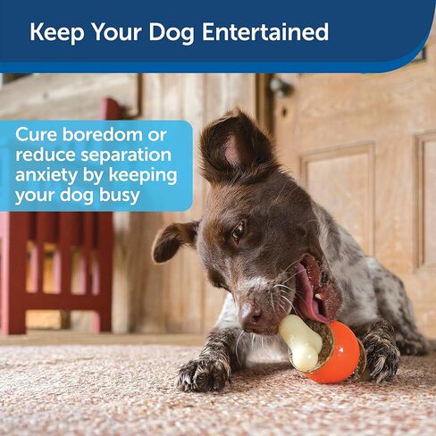 PetSafe Busy Buddy Bouncy Bone - ألعاب تحمل المكافآت للكلاب - معطرة لتعزيز التحفيز الحسي - مكونات تم اختبارها بدقة - للمضغين العدوانيين - تتضمن حلقات المكافآت - أرجواني، كبير in Kuwait