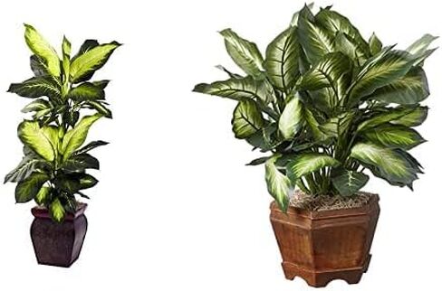 نيرلي ناتشورال وعاء زراعة ديكوري من جولدن ديفنباخيا، اخضر in Kuwait