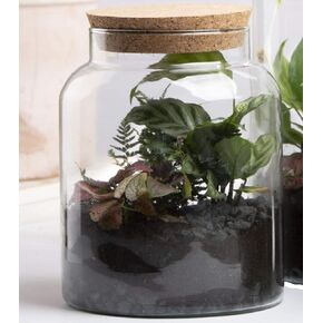 Half Open Terrarium Bottle Small in Saudi Arabia