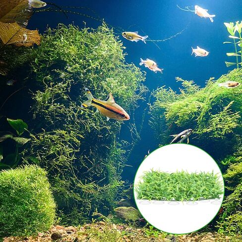 اكواب شفط مع اربطة بسحاب، 30 قطعة اكواب شفط صغيرة لحوض السمك و50 قطعة من كيبلات ربط بسحاب قابلة للتعديل لحوض الاسماك والحرف اليدوية وتزيين المهرجانات in Kuwait