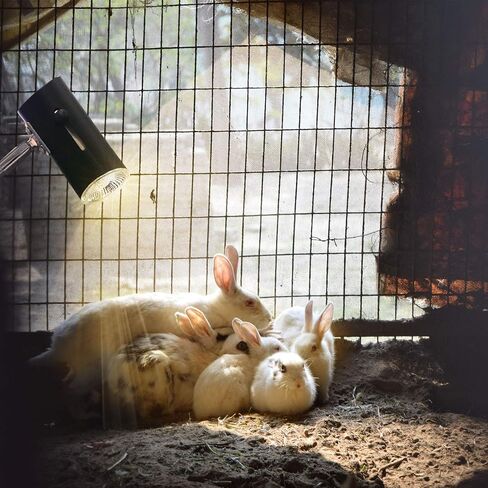 جابرادن سخان حظيرة الحيوانات الاليفة للزواحف بقدرة 50 واط اكثر امانا من مصابيح الحضنة المستخدمة للارانب والدجاج والهامستر والحيوانات الصغيرة الاخرى (اسود) in Kuwait