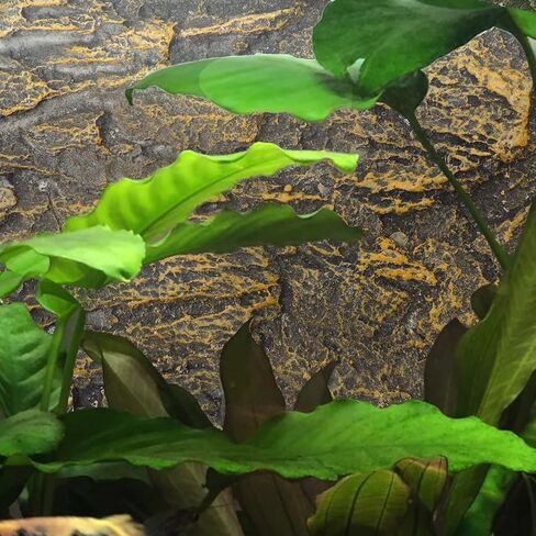 Ipetboom حاويات زجاجية Terrarium خلفية 3D الزواحف خزان خلفية المجلس البرمائي ستيريو خلفية جدار ثعبان الموئل ديكور لسحلية التنين الملتحي أبو بريص العنكبوت السلحفاة الأسماك التنين ديكور in Kuwait