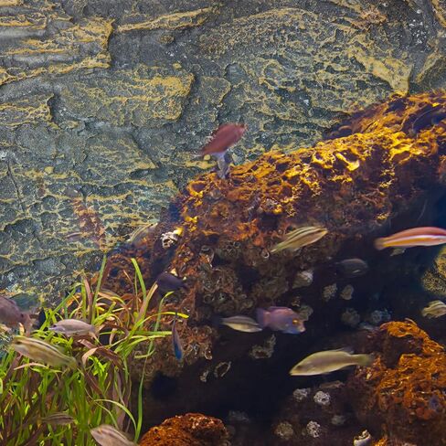 Ipetboom حاويات زجاجية Terrarium خلفية 3D الزواحف خزان خلفية المجلس البرمائي ستيريو خلفية جدار ثعبان الموئل ديكور لسحلية التنين الملتحي أبو بريص العنكبوت السلحفاة الأسماك التنين ديكور in Kuwait