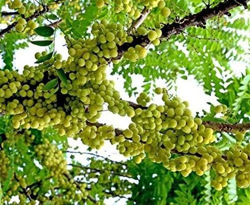 IS4A 8MM TULSI HOLY BASIL PRAYER BEADS JAPA MALA NECKLACE HAND KNOTTED. KARMA (108+1) BEADS. BLESSED & ENERGIZED HINDU TIBETAN BUDDHIST SUBHA ROSARY in Saudi Arabia